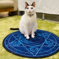 猫ちゃんたちは魔方陣カーペットがお気に入り