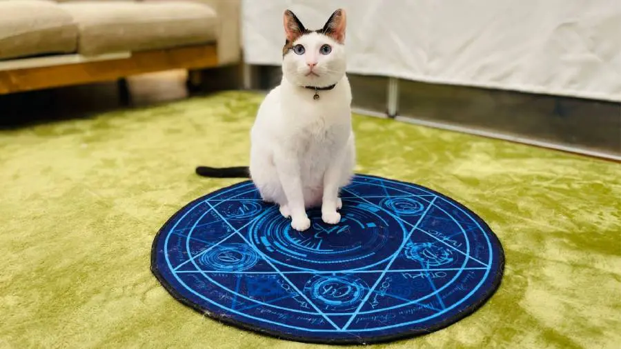 猫ちゃんたちは魔方陣カーペットがお気に入り