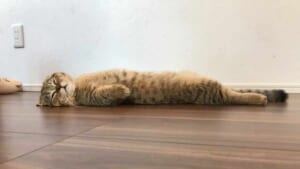 猫背とは……？冷たい床にまっすぐ眠る猫ちゃんが脱力感たっぷり