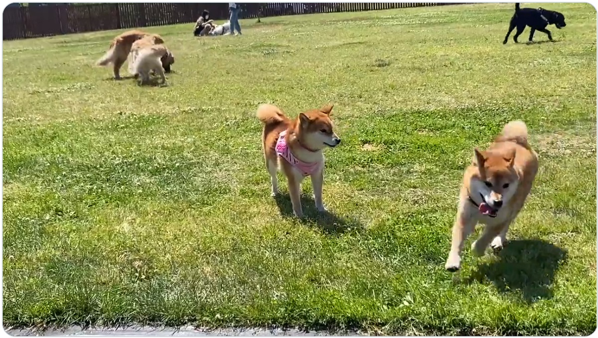 「がんばれ～！」　ドッグランで犬見知りしちゃう柴犬