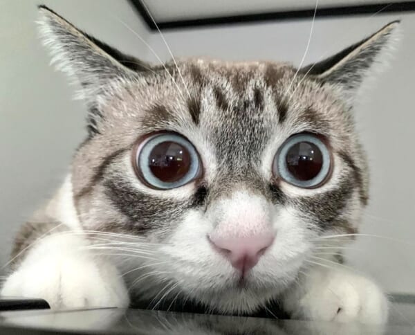 ガチ恋距離？いいえお説教のあとです。まん丸お目目なかわいい猫ちゃん。