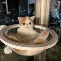 どどーんと貫禄十分に飼い主さんを迎えたひるねくん（エキゾのきなこさん。提供）