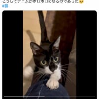 カン吉くんの「デニム爪とぎ」を伝えるツイート（ふれあとカン吉さん提供）