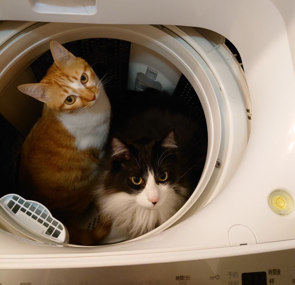 君たちなんでそこにいるの？　洗濯機の中で仲良くくつろぐ猫ちゃんズ