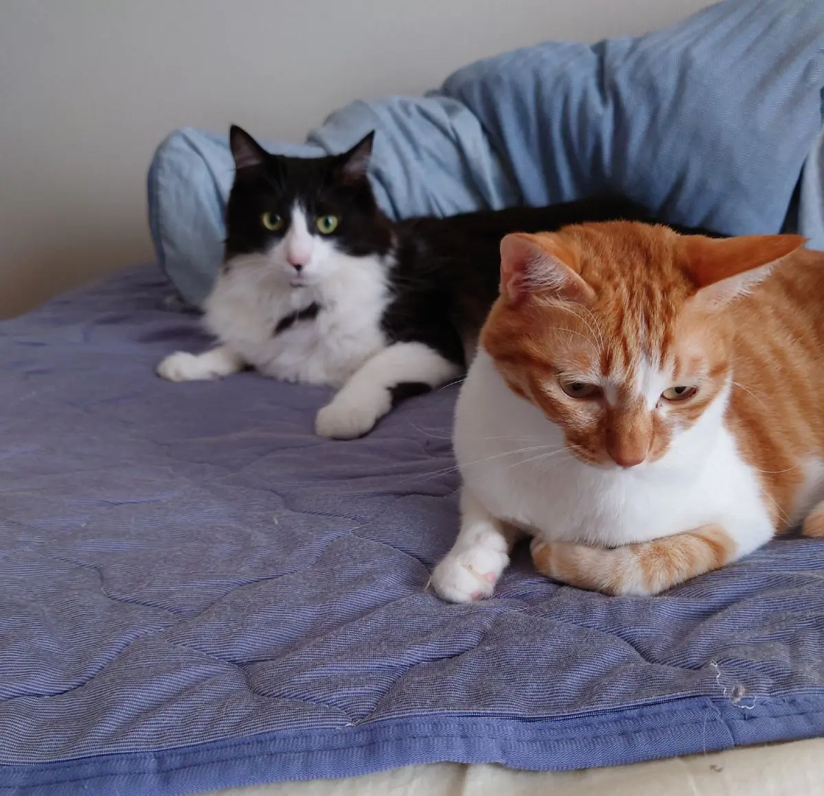 野良猫から生まれた子猫のときに保護されたきなこちゃんとルカちゃん。性格は対照的です。