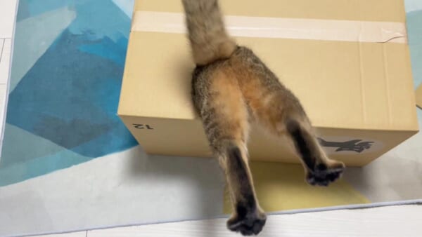 まるで「猫神家の一族」のようなみにらくん（みにら日記さん提供）