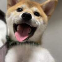 生後6か月の子犬のらんちゃん。