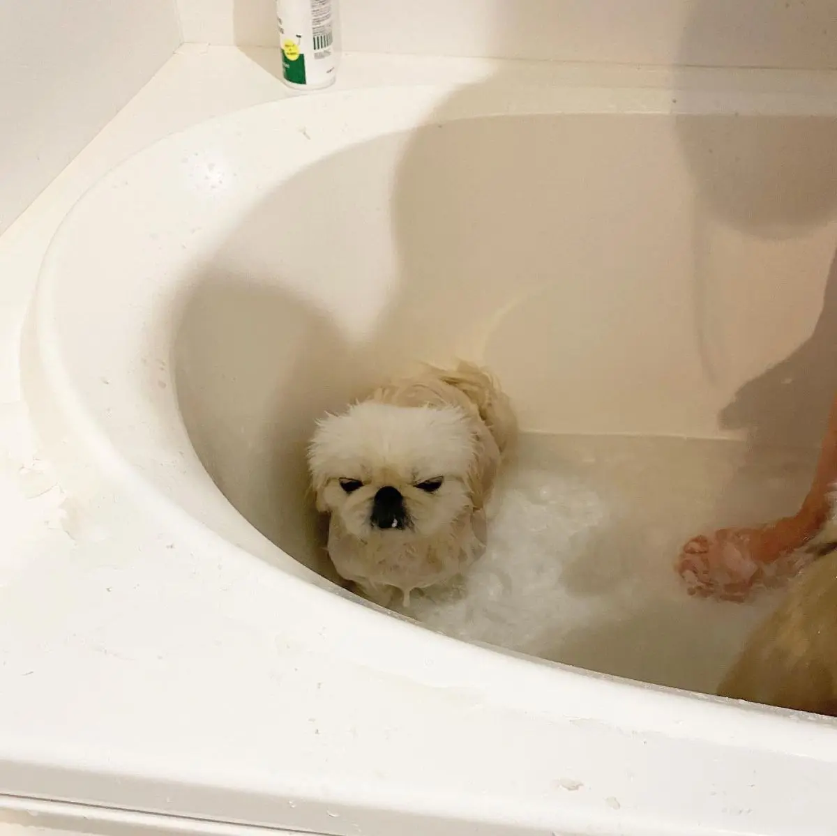 横綱ちゃんのシャワータイムを横目にじっと待つ小結ちゃん。これまた地蔵に。