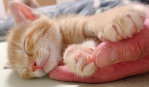 天使は実在した。笑うように眠る子猫が尊い。