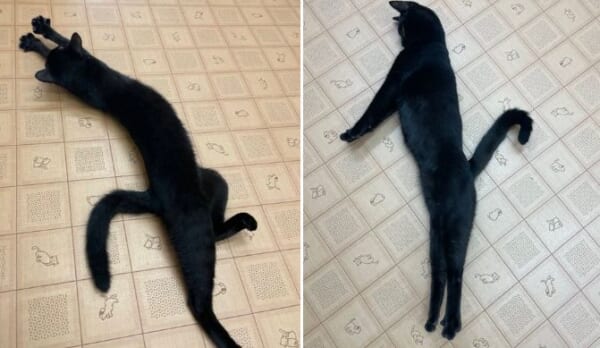 クセがすごい！　伸びしろ満点の黒猫兄妹のポージングに捧腹絶倒。