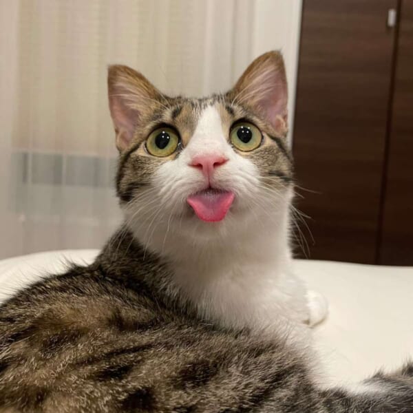 冷房の音にびっくりした猫ちゃん　しまい忘れを超える豪快な舌出しを披露