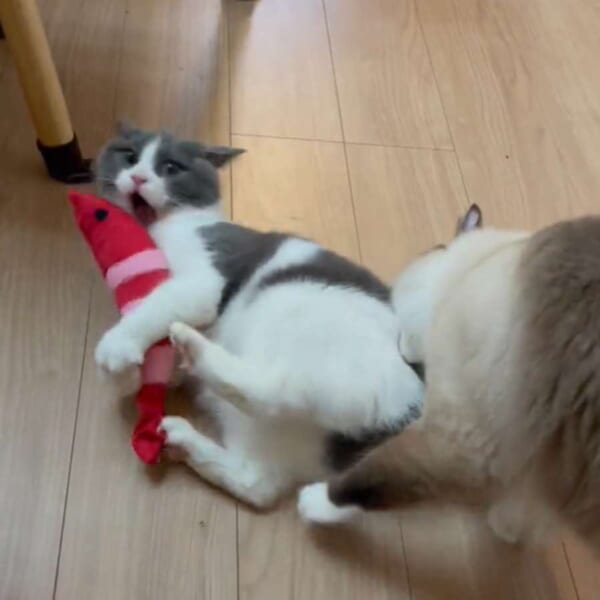 「邪魔しないでよ！」ぬいぐるみを蹴って遊ぶ弟猫とちょっかいをだす兄猫