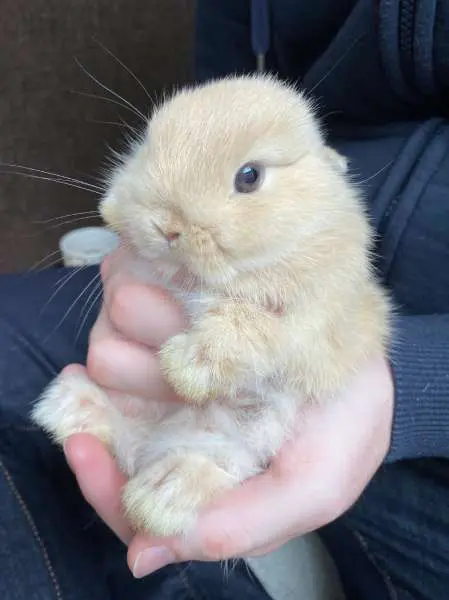 まるで天使……手の中に収まる生後1か月の赤ちゃんうさぎが尊すぎる | おたくま経済新聞