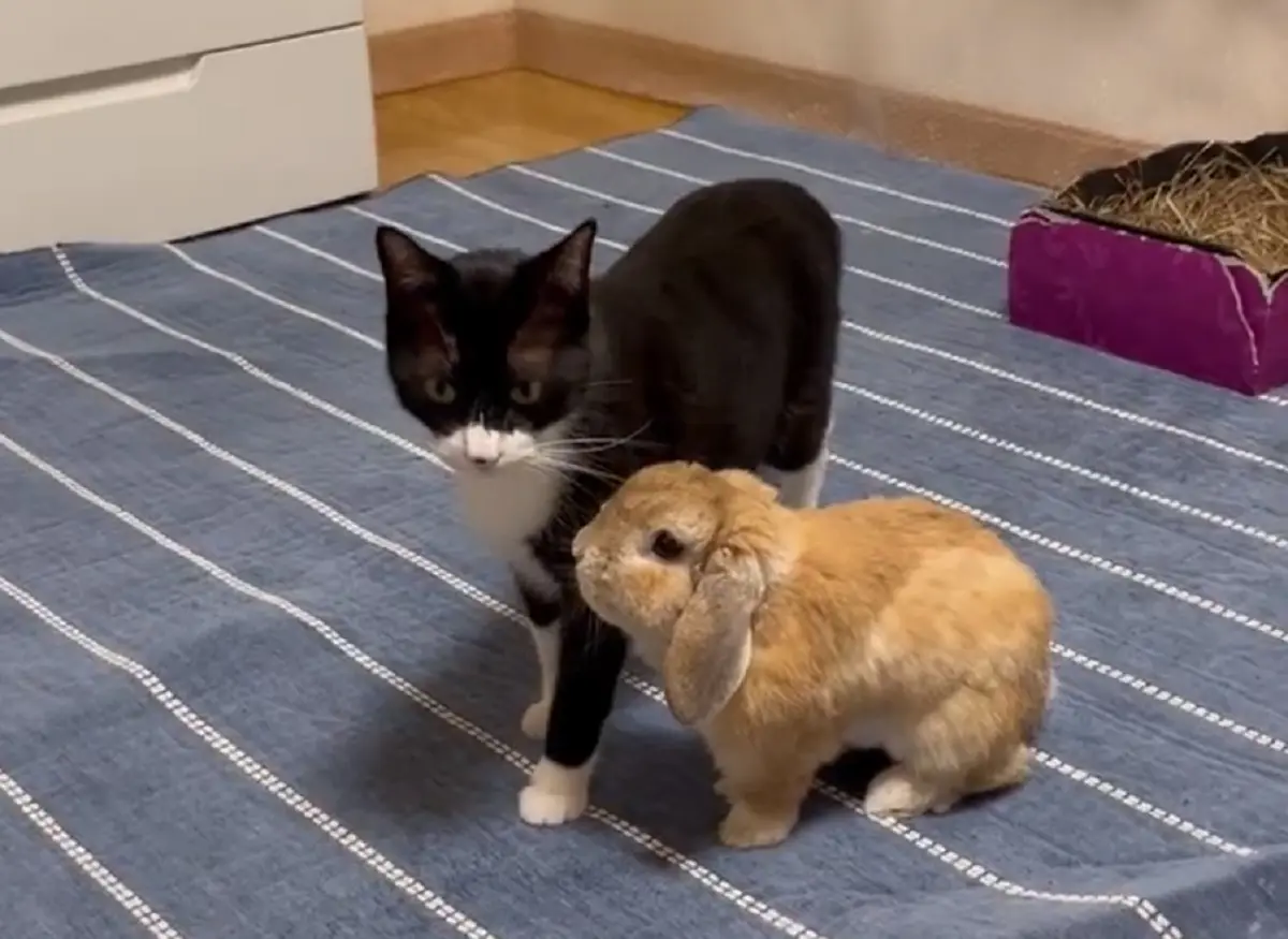 横にピッタリ密着　猫とウサギのラブラブ動画が再生回数300万超