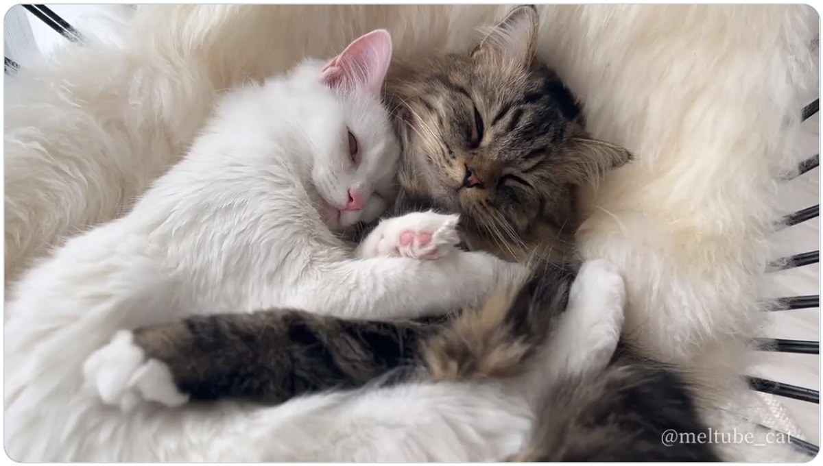 尊い……　抱き合いながら眠る猫に飼い主もニッコリ