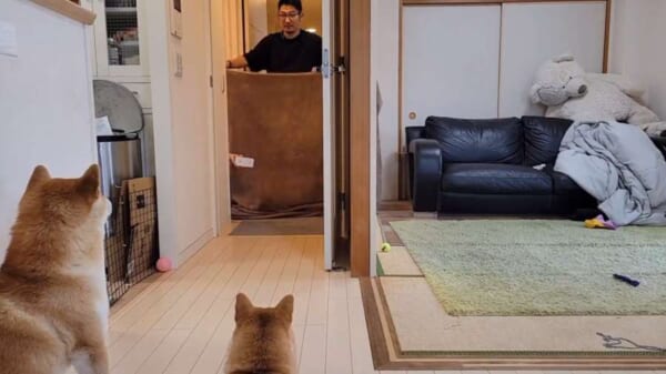 飼い主さんが消えた！？消失マジックでパニックになる柴犬さん