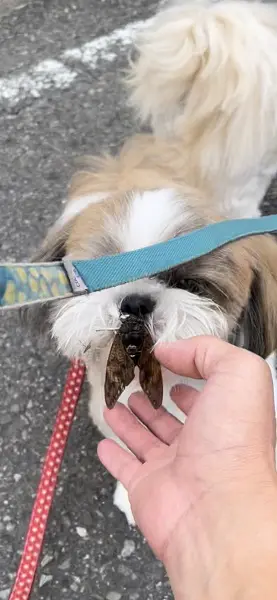 チョビ髭を生やしているように見えるななちゃん