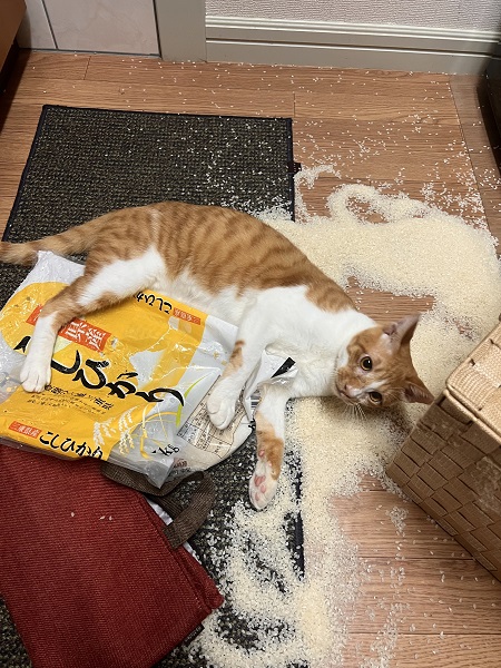仕事から帰ると床一面がお米の海　愛猫の「やらかし」にも超ポジティブな飼い主