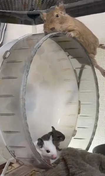 回し車を回せないデグーの赤ちゃんたち　原因は上でくつろぐお母さん