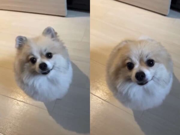ポメラニアンが一瞬でまんまるに　耳をたたむ瞬間を収めた動画に反響