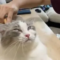 白目をむくちまきさん