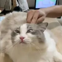 クセの強い表情に思わず笑顔になります