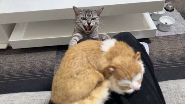 「仲良くしニャいで！」ぬいぐるみに嫉妬しちゃう猫ちゃんがかわいい