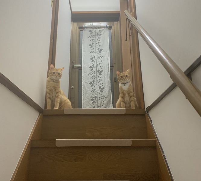 「合言葉を言え……」　守り神のようにドアの前で待つ2匹の猫