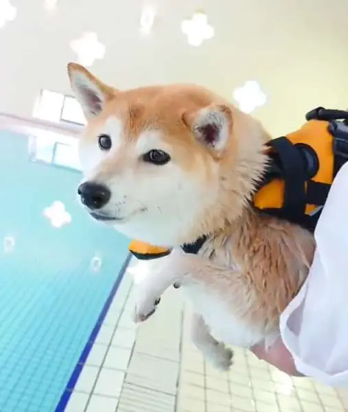 はやる気持ちを抑えきれないチャーミーちゃん