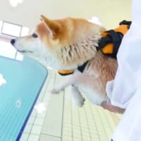 水泳大好き柴犬さん　プールに入る前からエア犬かきでイメトレばっちり