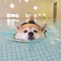 もちろん泳ぎも大得意！