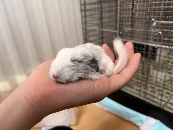 スライム化して爆睡する赤ちゃんチンチラの大くん（みくさん提供）