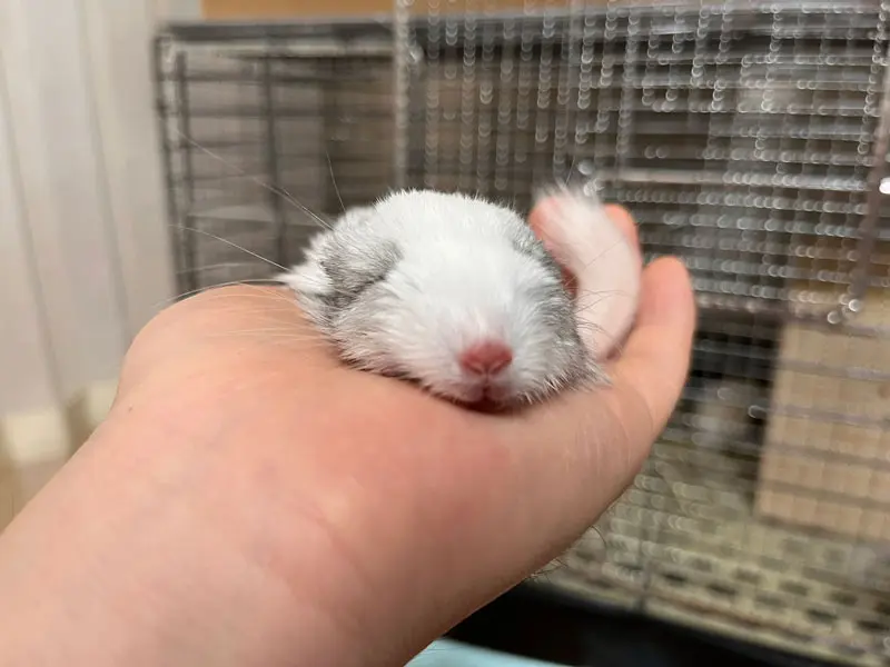 幸せそうな表情で眠る大くん（みくさん提供）