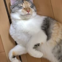 遊び疲れてスヤア。おててがかわいい愛猫の寝顔。