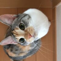 ツンデレマイペースで、クールでわがままな三毛猫のひめちゃん。