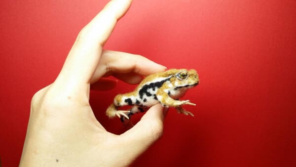 羊毛フェルトでできたヒキガエル（かわもと こうさん提供）