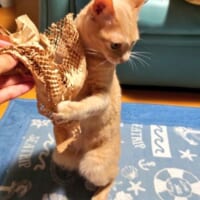 これくださいニャ！包装紙を所望する愛猫。