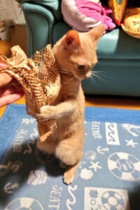 これくださいニャ！包装紙を所望する愛猫。