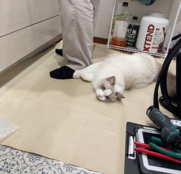 わんこみたいに甘える猫さん。初対面のお兄さんでも遠慮なし。