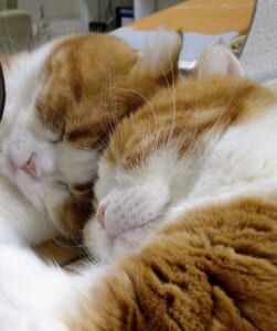 鏡に写る「友達」とスヤア。愛猫の寝姿に飼い主眼福。