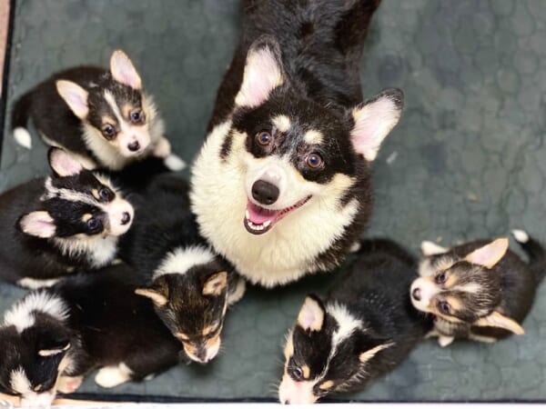 全員集合！子犬たちと駆け寄ってくるママわんこ。