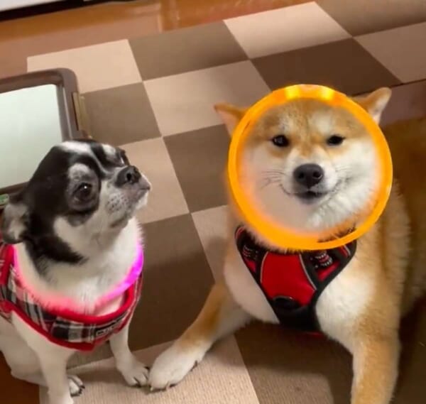 光る首輪を付けた柴犬さん　ドヤ顔を披露するも冷たい目で見られてしまう