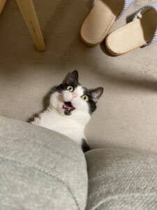 「にゃ……にゃんだって～！？」ソファから飛び出した猫さんの表情に爆笑