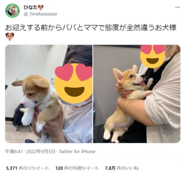 まさに「神対応」と「塩対応」　ママかパパかで態度が変わるコーギーさん