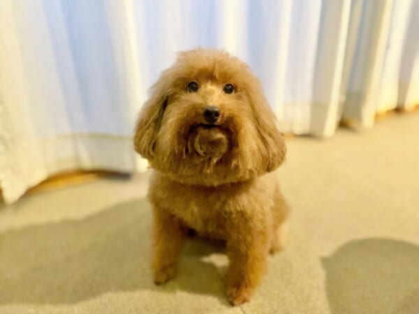 トリミングですっきりワンちゃん　頭の形がまるでピノ