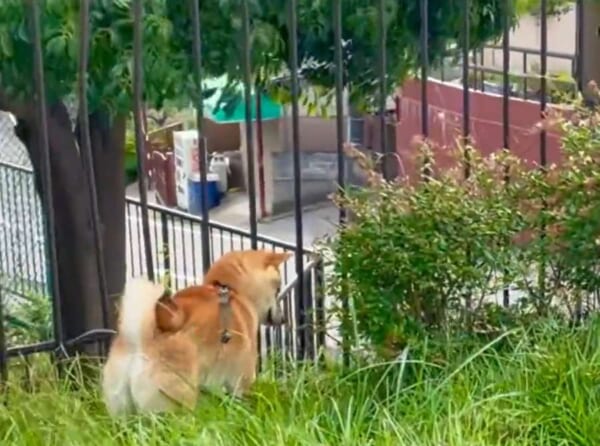 草むらでピョンピョン飛び跳ねご機嫌な柴犬さん　低木にぶつかりシュン……