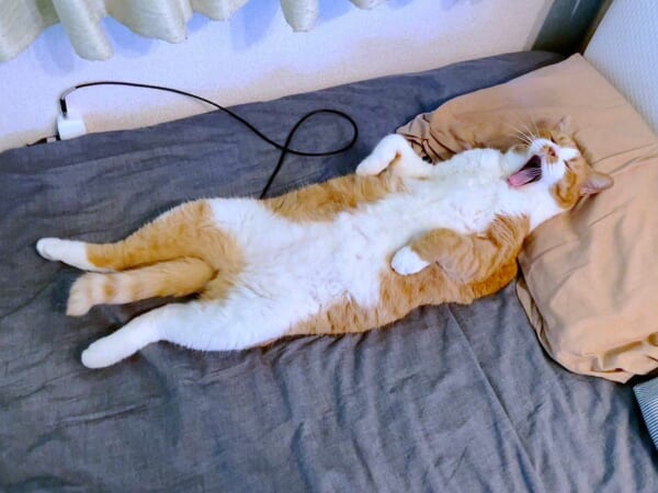 「猫充電中……」コードをつないで大あくびする猫ちゃんに癒やされ