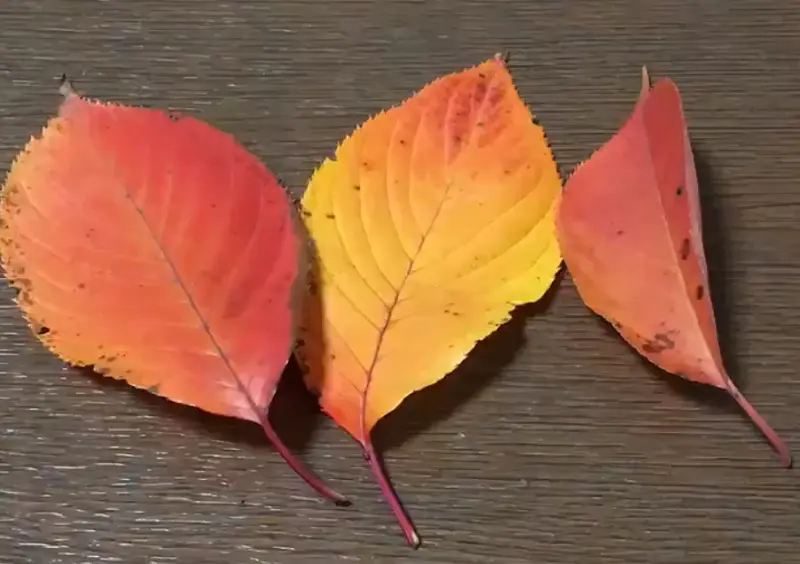 「鉛筆の芯の部分」用、「削れた木の部分」用、「鉛筆のボディの部分」用、計3枚の落ち葉を用意