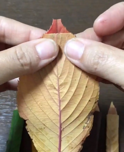 鉛筆の芯の部分に使用する落ち葉の先端を少し切る