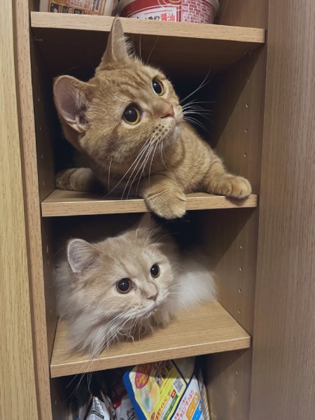 「ここ入っちゃだめなんですか？」狭い棚にぴったりと収まる猫ちゃんズ